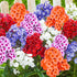 Phlox Drummond Grandiflora Mix Seeds