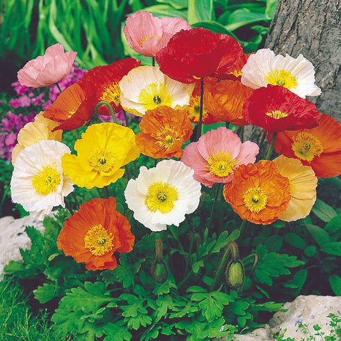 Iceland Poppy Mix Flower seeds