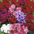 Phlox Drummond Grandiflora Mix Seeds