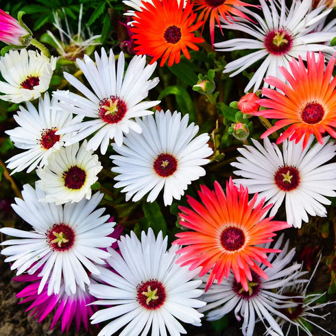 Ice Plant Mesembryanthemum Mixed Color Flower Seeds