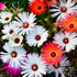 Ice Plant Mesembryanthemum Mixed Color Flower Seeds