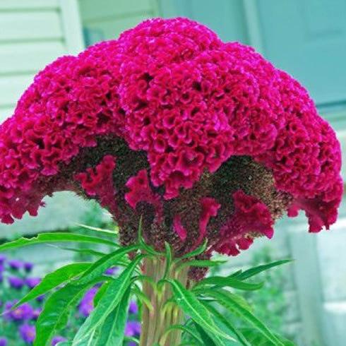 Cockscomb Flower Seed