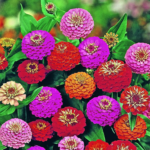 Zinnia Lilliput Mix Seeds