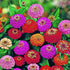 Zinnia Lilliput Mix Seeds