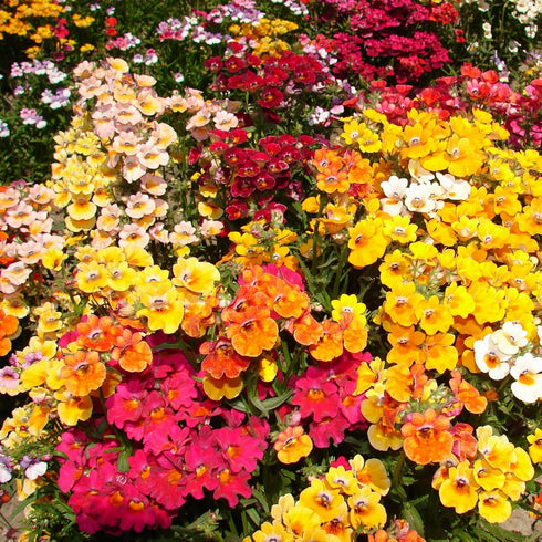Nemesia Carnival Mix (Garden Festival's)