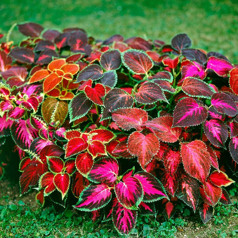 Coleus Rainbow Mixed Flowers Seeds