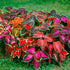 Coleus Rainbow Mixed Flowers Seeds