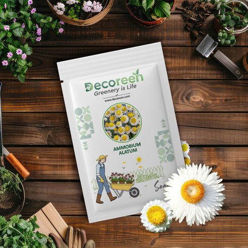 Ammobium alatum seeds