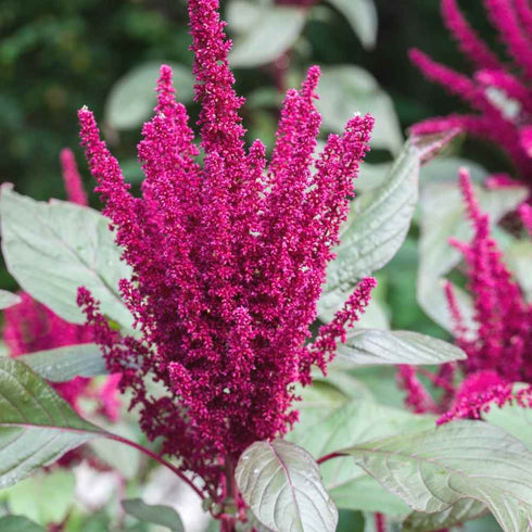 Amaranthus pygmy torch