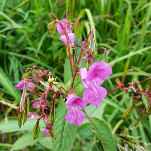 Balsam flower seeds