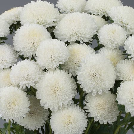 Aster White Hybrid Imported Flower Seed