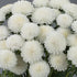 Aster White Hybrid Imported Flower Seed