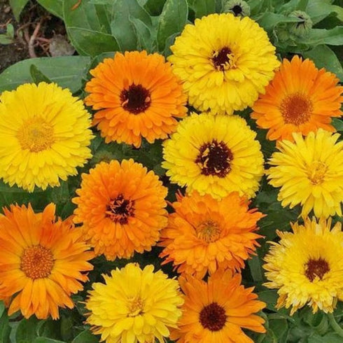Calendula pacific seeds