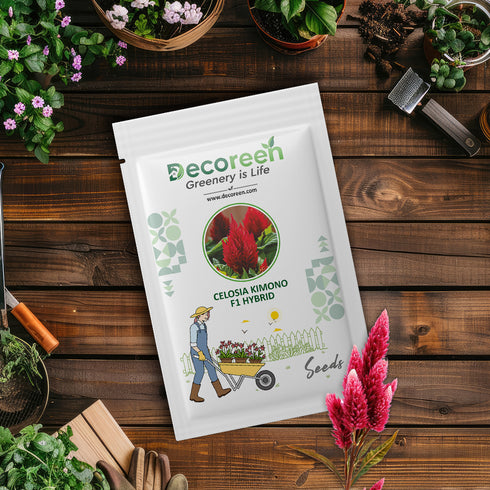 F1 Hybrid Celosia Kimono Seed