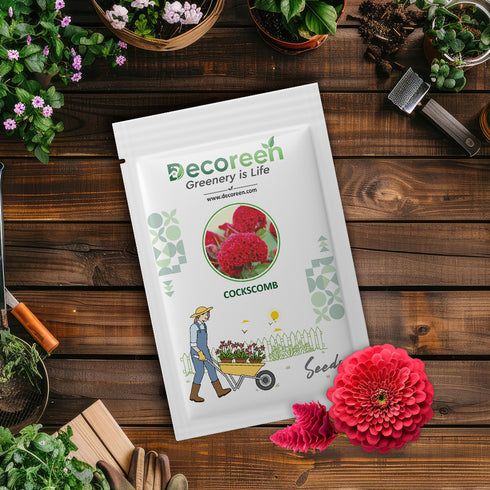 Cockscomb Flower Seed