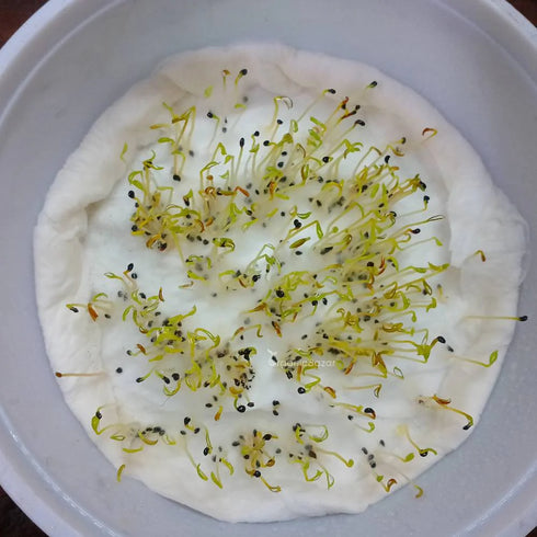 Cockscomb Flower Seed
