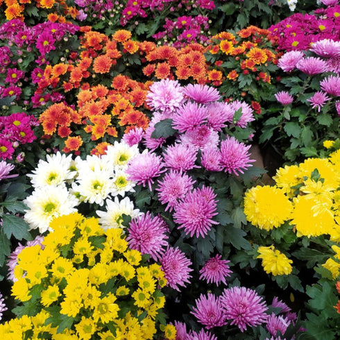 Chrysanthemum mix seeds