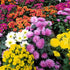 Chrysanthemum mix seeds