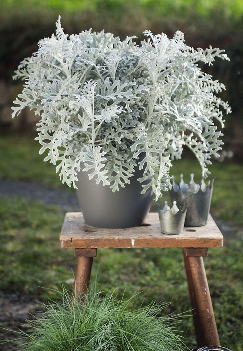 Silver Dust Cineraria Seeds