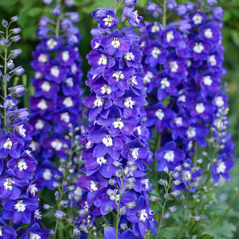 Delphinium flower seeds