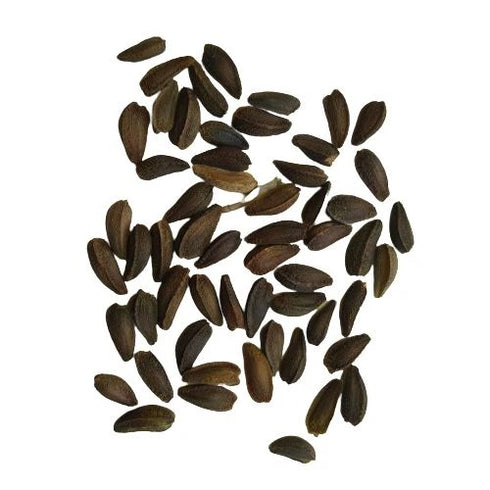 Dimorphotheca Crosta White Seeds