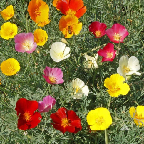 California Poppy Mix Color Flower Seeds