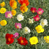 California Poppy Mix Color Flower Seeds