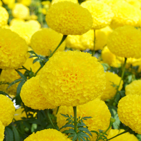 Marigold Yellow Flower Seeds Hybrid F1 Seeds All Season for Home Garden (50 Seeds)