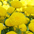 Marigold Yellow Flower Seeds Hybrid F1 Seeds All Season for Home Garden (50 Seeds)