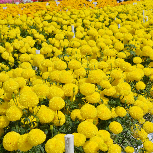 Marigold Yellow Flower Seeds Hybrid F1 Seeds All Season for Home Garden (50 Seeds)