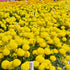 Marigold Yellow Flower Seeds Hybrid F1 Seeds All Season for Home Garden (50 Seeds)
