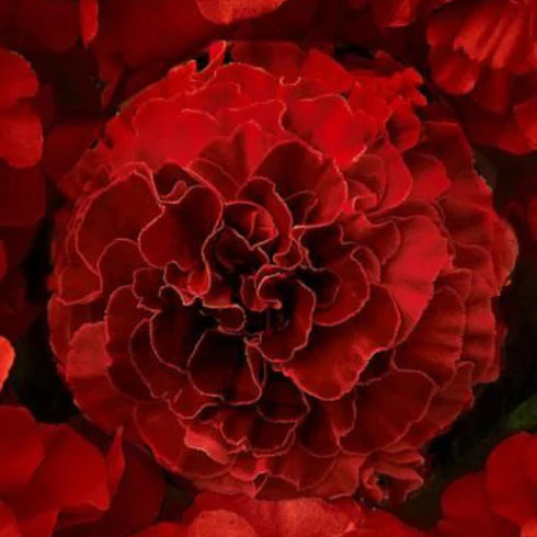 Marigold 'Solar Red' F1 Hybrid 30 Plant Seeds-100 SEEDS