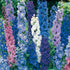 Delphinium flower seeds