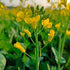Yellow mustard flower seeds
