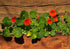 Nasturtium Alaska Mixed Color Flower F1 Seeds