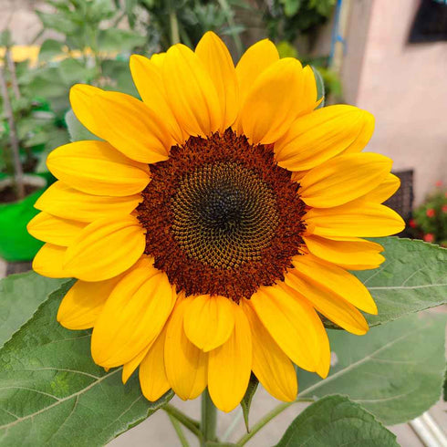 Sunflower Surajmukhi Flower Seeds