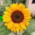 Sunflower Surajmukhi Flower Seeds
