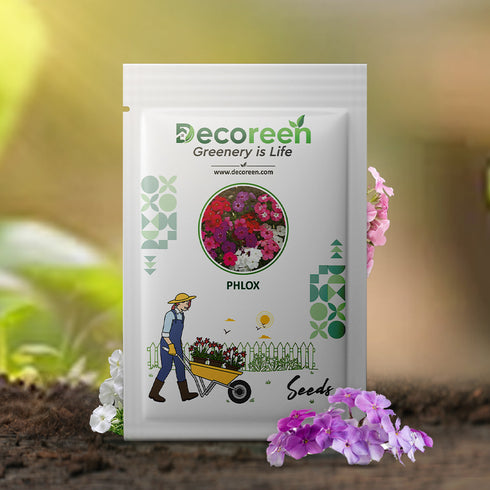 Phlox Drummond Grandiflora Mix Seeds