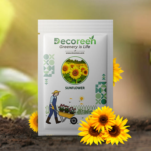 Sunflower Surajmukhi Flower Seeds