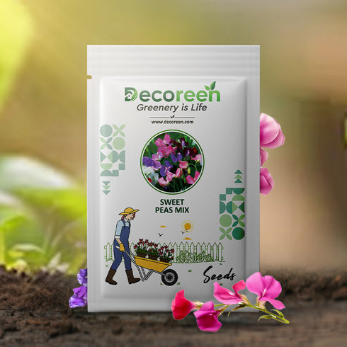Sweat Peas Mix Colour Flower F1 Hybrid Seeds