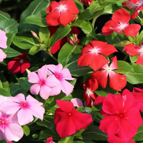 Vinca-pacifica-(mix) Flower Seeds