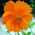 Buy Cosmos Casa Flower Flower Seeds Pack (50 seeds)