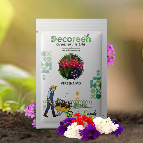 Verbena Mixed Color Flower Seeds