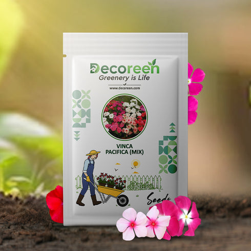 Vinca-pacifica-(mix) Flower Seeds
