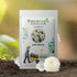 Aster White Hybrid Imported Flower Seed