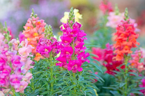 Antirrhinum flower seeds