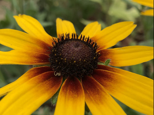 Rustic Dwarf Flower seeds pack of 50 seeds F1