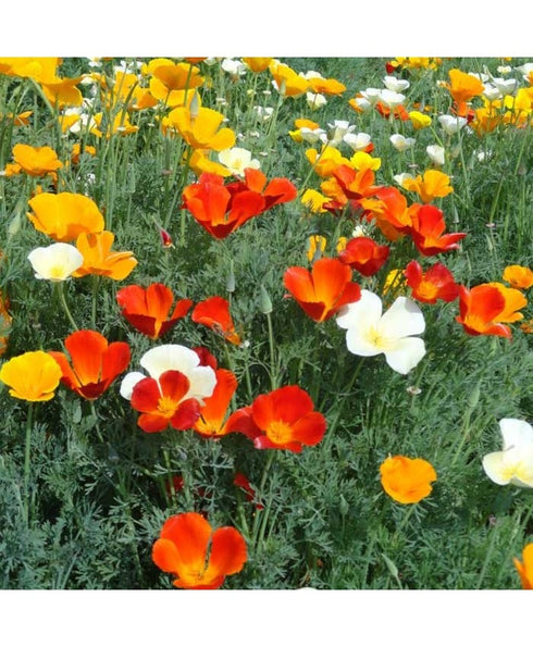 California Poppy Mix Color Flower Seeds