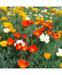 California Poppy Mix Color Flower Seeds
