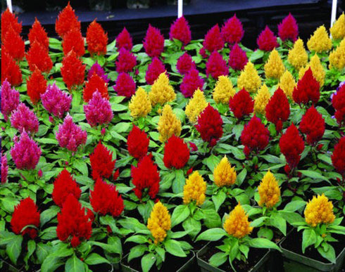 F1 Hybrid Celosia Kimono Seed